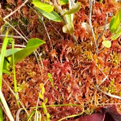Red Peatmoss thumbnail 3