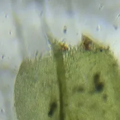 Waterside Feather Moss thumbnail 4