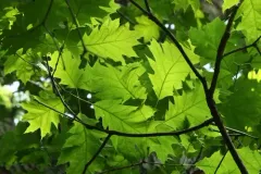 northern red oak thumbnail 3