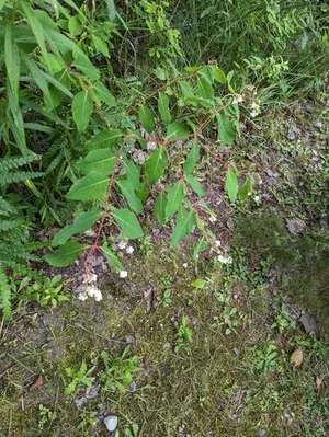 spreading dogbane thumbnail 3