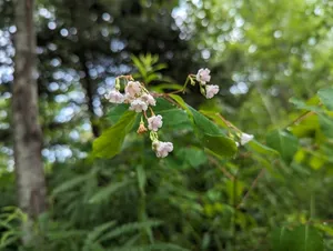 spreading dogbane