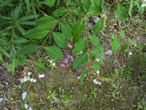 spreading dogbane