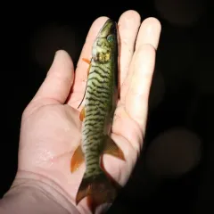 American Pickerel thumbnail 4
