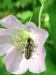 Dented Long-horned Beetle thumbnail 1