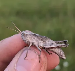 Rocky Mountain Sprinkled Locust thumbnail 3