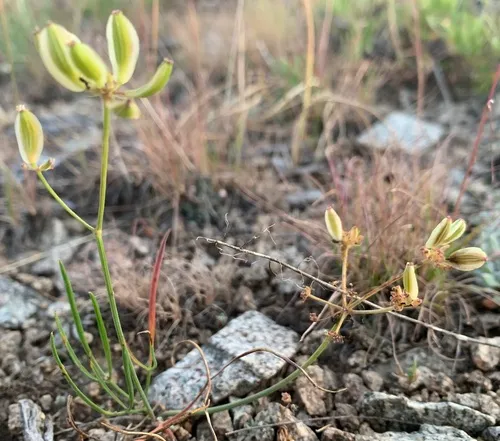 Umbrella Desert-parsley