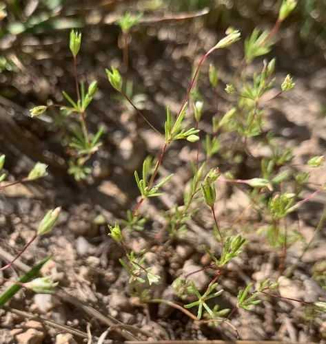 Harkness' flaxflower