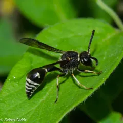 Cross Potter Wasp thumbnail 3