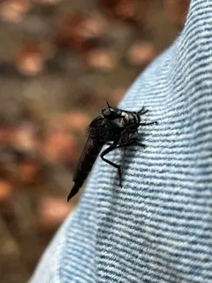 Machimus occidentalis thumbnail 1
