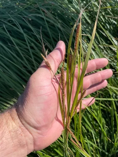 narrow-leaved sedge