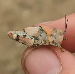 Three-banded Grasshopper thumbnail 1