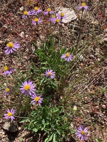Idaho Fleabane