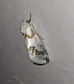 Silver-banded Gem Moth thumbnail 4