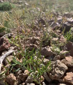 Idaho Biscuitroot thumbnail 2