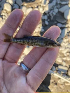 Umatilla Dace thumbnail 1