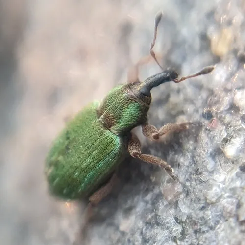 Black-beaked green weevil