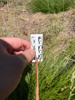 rusty slender sedge thumbnail 3