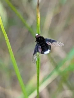 White-faced bee fly thumbnail 1