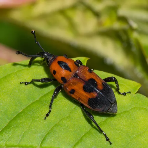 Cocklebur Weevil