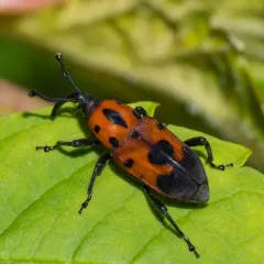 Cocklebur Weevil thumbnail 1