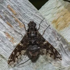 Tiger Bee Fly thumbnail 4