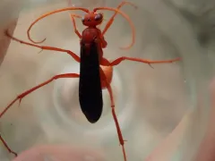 Ageniella coronata thumbnail 4