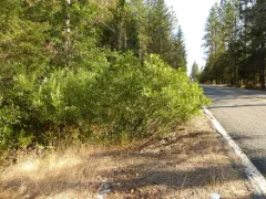tracy's willow thumbnail 2