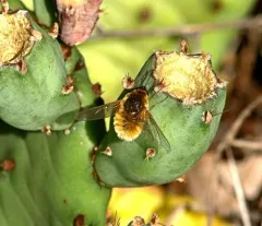 grasshopper bee fly thumbnail 2
