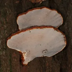 hemlock varnish shelf thumbnail 2