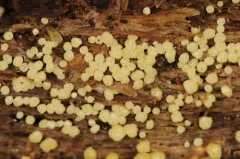 Trichoderma chromospermum thumbnail 2