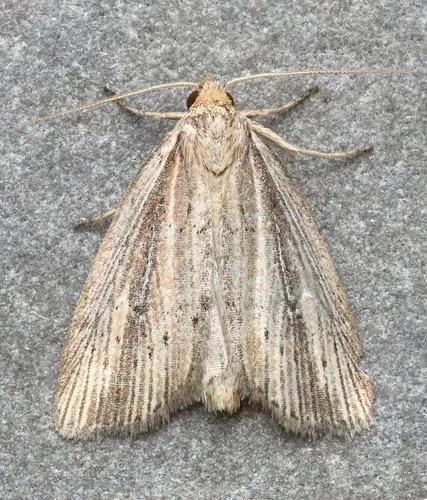 Narrow-winged Borer Moth