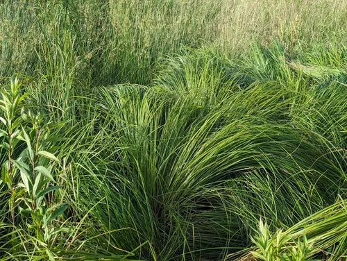 Hayden's sedge
