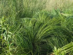 Hayden's sedge thumbnail 1