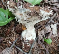 Blackening Russula thumbnail 2