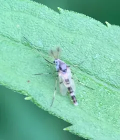 Coelotanypus scapularis thumbnail 3