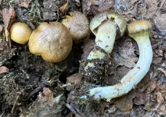 Cortinarius colymbadinus thumbnail 4