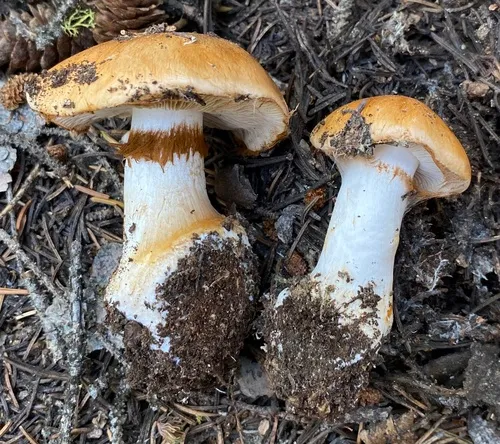 Phlegmacium inexspectatum