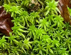 Imbricate Bog-moss thumbnail 3