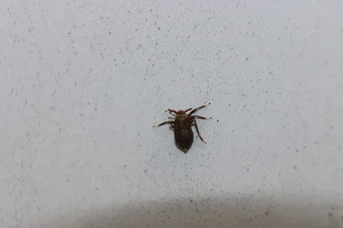 Pissonotus aphidioides
