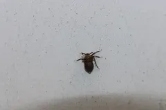 Pissonotus aphidioides thumbnail 1