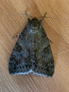 Catocala faustina thumbnail 3