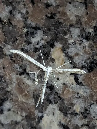 Yarrow Leaf Plume Moth