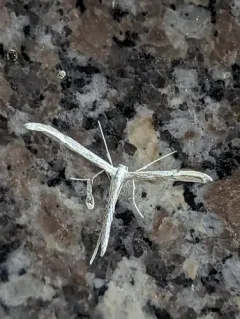 Yarrow Leaf Plume Moth thumbnail 1
