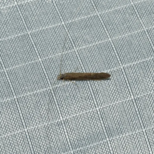 American Long-horned Caddisfly