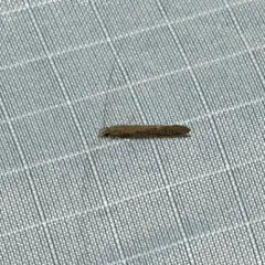 American Long-horned Caddisfly thumbnail 1