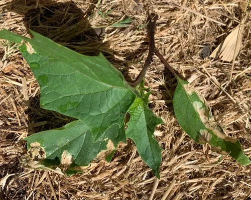 Spinach Leafminer