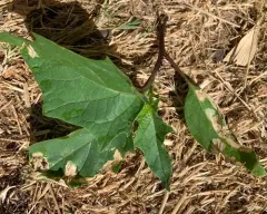 Spinach Leafminer thumbnail 1