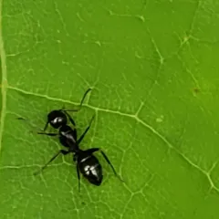 Nearctic Carpenter Ant thumbnail 3