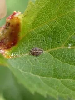 Trioza albifrons thumbnail 2