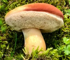Xanthoconium purpureum thumbnail 2